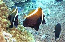 Sipadan_2015_Poisson cocher fantome_Heniochus pleurotaenia_IMG_2094_rc